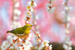 The Science Behind Bird Songs as a Territorial Defense Mechanism