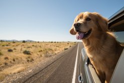 How Routine and Familiarity Can Help Keep Pets Calm on Journeys