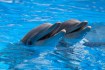 The Role of Zoos in Promoting Conservation Through Education Programs