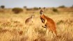 How Evolutionary Traits Unite Different Mammal Species