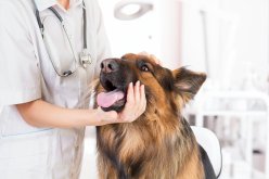 Balancing Cost and Care: Determining How Often to Take Your Pet to the Vet