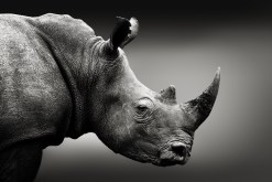 Top 5 Ranger Stories Highlighting the Importance of African Rhino Conservation