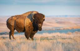 How Bringing Back the Bison Benefits Biodiversity and Ecosystems