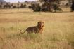 Exploring the Benefits of Ecotourism for Wildlife Preservation