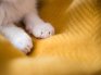 Understanding Your Cat’s Nail Anatomy to Trim Safely and Confidently