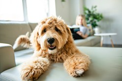 Top 5 Reasons Routine Exercise Improves Your Pet’s Quality of Life