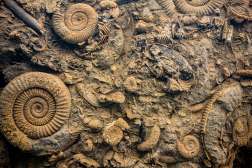 Cave Fossils and Artifacts: Unlocking Secrets from Earth’s Distant Past