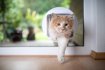 Understanding Feline Behavior: Helping Your Cat Embrace the Scratching Post