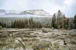 From Forests to Wetlands: How Climate Variability Drives Habitat Changes