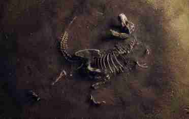 How Transitional Fossils Provide Evidence for Evolutionary Change Over Time