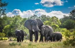 Top 5 Countries with Unique Approaches to Poaching Laws
