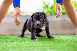 Common Mistakes to Avoid When Housebreaking a Puppy