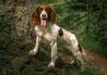 Best Practices for Managing Pet Hydration in Hot Weather Hikes