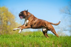 The Role of Socialization in Preventing Dog Aggression