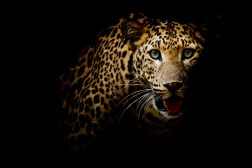 Harnessing Big Data to Track and Preserve Threatened Big Cat Populations