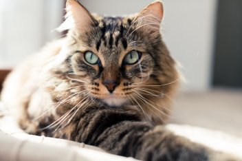 Top 5 Common Myths About Cats Debunked for Better Pet Care